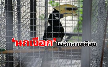พบ ‘นกเงือก’ สัตว์ป่าคุ้มครองกลางเมืองพิษณุโลก คาดมีคนแอบนำมาเลี้ยง