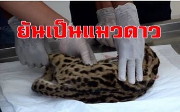 ตรวจสอบแล้ว จนท.ยันเป็น \'แมวดาว\' สัตว์ป่าคุ้มครอง