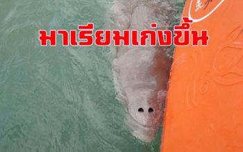 พะยูนน้อย \'มาเรียม\' ไม่เกยตื้นแล้ว เริ่มเรียนรู้กินหญ้าทะเลด้วยตัวเอง (ชมคลิป)