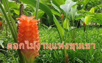 \'ดอกกระเจียวสีส้ม\' ดอกไม้งามแห่งขุนเขาใน \'อช.น้ำตกพาเจริญ\' บานสะพรั่ง
