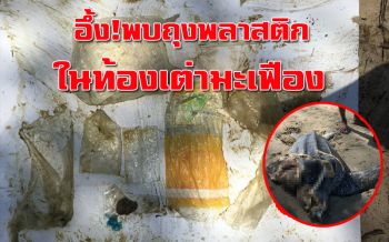 เศร้าใจ! ‘เต่ามะเฟือง’ เกยตื้นหาดสวนสนพบถุงพลาสติก 9 ชิ้นในทางเดินอาหาร