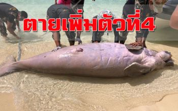 ตายอีกแล้วตัวที่ 4! พะยูนขนาดใหญ่ลอยกลางเกาะพีพี จนท.เร่งหาข้อมูล
