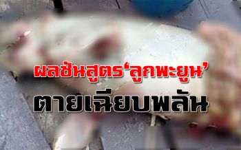 ผลชันสูตร ‘ลูกพะยูน’ บน ‘เกาะลิบง’ ตายเฉียบพลัน อวัยวะภายในเน่าเสีย