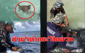 ‘เต่ากระ’ โชคดี! จนท.ช่วยออกจากอวนปล่อยคืนสู่ธรรมชาติ