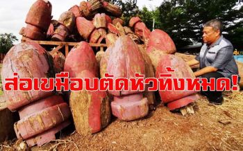 225 ต้น!!‘วัชระ’เดือดพลั่ก!‘อธิบดีกรมศิลปฯ’เหิมตัดหัวทิ้งหมด