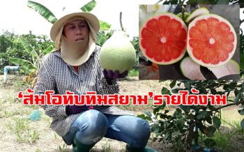รายได้งาม! สาวแบงก์ลาออกมาเป็นชาวสวนปลูกส้มโอทับทิมสยามตามรอยพ่อ