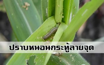 \'ลพบุรี\'ทดลองใช้จุลินทรีย์3ชนิดปราบหนอนกระทู้ลายจุด หวังเกษตรกรงดใช้สารเคมีกำจัดศัตรูพืช