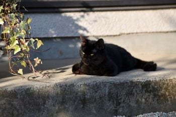 พบตัวอย่างแรก ‘Only The Cat Knows’ ถึงจะเป็นแมวดำ แต่ก็กำหัวใจทุกคนนะเมี๊ยว!
