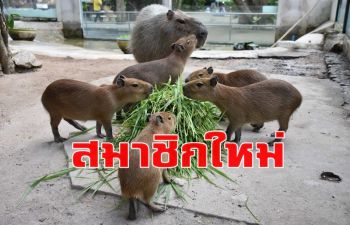 เปิดตัวสมาชิกใหม่ครอบครัว \'คาปิบาร่า\' สัตว์ฟันแทะตระกูลหนูที่ใหญ่ที่สุดในโลก