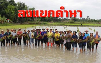 ร่วมด้วยช่วยกัน! ลงแขกดำนาแปลงธนาคารเม็ดพันธุ์ข้าวชุมชน