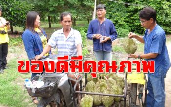 เน้นคุณภาพ! ‘ทุเรียน’ ท่องเที่ยวเชิงเกษตรของดีเมืองอุทัยธานี