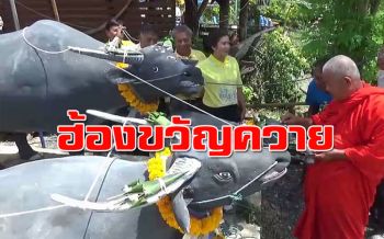 ชาวบ้านทำพิธี ‘ฮ้องขวัญควาย’ หวังรุ่นลูกหลานรู้ประวัติชุมชนท่าวังควาย