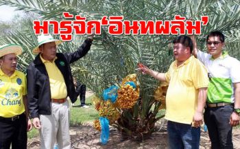 พาชมสวน ‘อินทผลัม’ แหล่งท่องเที่ยวเชิงเกษตร