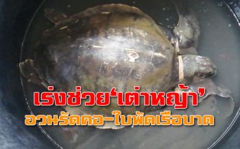 สุดเศร้า! ‘เต่าหญ้า’ เพศเมียถูก ‘อวนรัด-ใบพัดเรือบาด’ คลื่นซัดเข้าฝั่งเร่งส่งรักษา