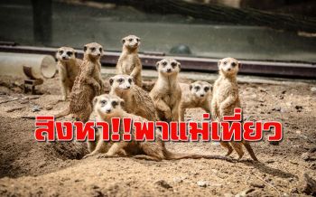 ใครเกิดเดือน ส.ค.!!เที่ยวฟรี..เชียงใหม่ไนท์ซาฟารี เปิดตัว‘น้องแจ๋วจริง’ลูกเมียร์แคทรอต้อนรับ นทท.