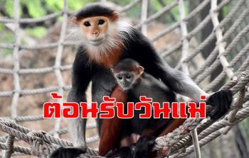 สวนสัตว์เขาเขียวชวนชมสมาชิกใหม่ \'ลูกค่างห้าสี\' มีสีสันสวยงามที่สุดในโลก