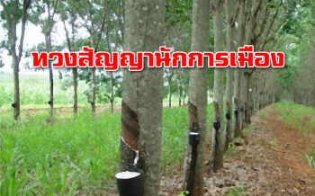 ขี้เท็จ! ‘ชาวสวนยาง’ โอดทวงสัญญานักการเมือง หลังราคายางลดลงต่อเนื่อง