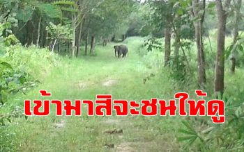 นาทีระทึก! อาสาสมัครพิทักษ์ช้างฯถูกลูกช้างเจ็บจากขาติดบ่วงพุ่งชน โชคดีหลบทัน