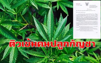\'มทร.พระนคร\'เปิดเกมรุกให้ความรู้การ \'ปลูกกัญชาทางการแพทย์\' คนเมืองกาญจน์