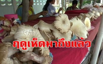 ชาวพะเยาเก็บเห็ดขายช่วงหน้าฝนสร้างรายได้วันละกว่า 1 พันบาท