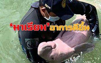 ‘มาเรียม’ อาการดีขึ้น! หลังโดนพะยูนไล่คุกคาม จนท.-สัตวแพทย์เฝ้าดูแล 24 ชม.