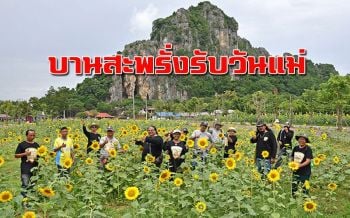 ‘วัดเขาย้อย’ชวนชมทุ่งดอกทานตะวัน บานสะพรั่งต้อนรับวันแม่