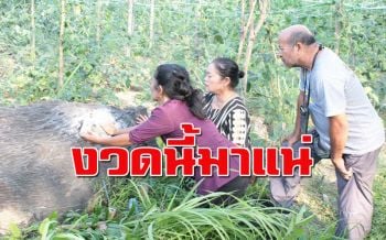 พบไม้ตะเคียนถูกโค่นข้างคลองชลฯ ชาวบ้านแห่กราบไหว้ขอโชคลาภ