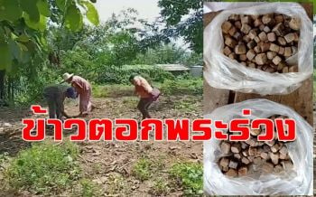 แห่เก็บ \'ข้าวตอกพระร่วง\' ของศักดิ์สิทธิ์โผล่เต็มสวนหลังบ้านนำไปปลุกเสกบูชา