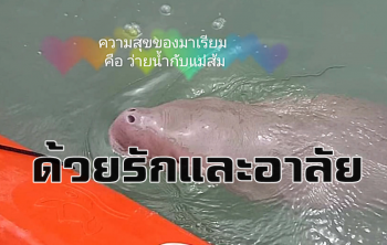 ย้อนดู \'มาเรียม\' ลูกพะยูนน้อยตั้งแต่พบเกยตื้นที่หาดอ่าวทึงจนถึงวันจากไป (ชมคลิป)