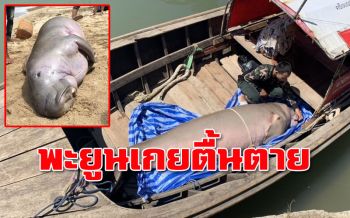 เศร้า! พบซาก ‘พะยูน’ เกยตื้นอ่าวต้นไทร \'กระบี่\' จนท.เร่งตรวจสอบ