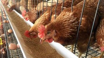 ซีพีเอฟ หนุน ม.ขอนแก่น เลี้ยงไก่ไข่ระบบโรงเรือนอัจฉริยะSmart iFarm
