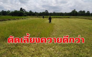 ชาวนาเมืองช้างลงทุนตัดใบข้าวเลี้ยงวัว-ควาย หลังเผชิญภัยแล้งหนัก