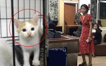 อัยการตลิ่งชันฟ้อง’ดีเจซัน’ทารุณแมว ตาม พ.ร.บ.ทารุณกรรมสัตว์