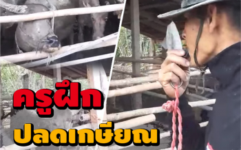 ฮากร๊าก! เมื่อครูฝึกทหารปลดเกษียณ ออกมาเลี้ยงควายที่บ้าน..จะเกิดอะไรขึ้น?