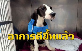อาการ 13 สุนัขเกรทเดนดีขึ้น คาดอาจใช้เวลาฟื้นฟูกว่า 1 เดือน (ชมคลิป)