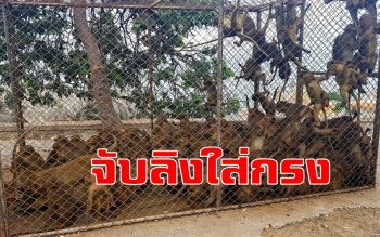 เปิดปฏิบัติการจับลิงใส่กรง! ลดประชากร-ปัญหาความเดือดร้อนประชาชน