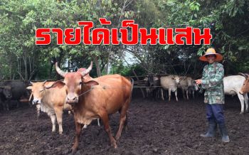 ทำเป็นเล่น! เลี้ยง ‘วัว-ควาย’ สร้างรายได้ปีละ 450,000 บาท