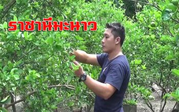 เปลือกบางหอม!!หนุ่มวัย 37 ปีปลูกมะนาวแป้นรำไพแบบอินทรีย์สร้างรายได้เสริม
