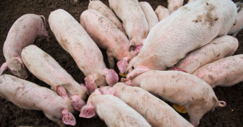 สั่งยกระดับควบคุมเข้ม  สกัดอหิวาต์หมู  ระบาดถึง‘เมียนมา’แล้ว