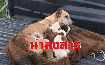 ชื่นชม! สาวใจบุญช่วย ‘แม่หมา-ลูก’ ถูกมัดทิ้งไว้ในกระสอบ (ชมคลิป)