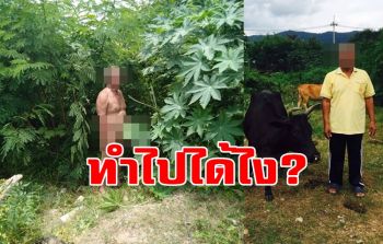 วิปริต! ลุงวัยเกือบ 70 กลัดมันย่องข่มขืนวัวสาวที่ล่ามไว้ในชายป่าหาดใหญ่