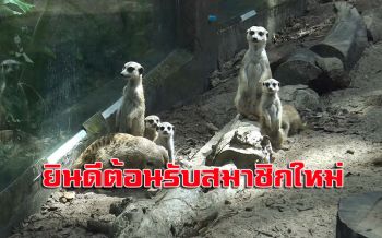 เผยโฉมลูกเมียร์แคท 5 ตัวอายุแค่ 3 สัปดาห์สมาชิกใหม่สวนสัตว์สงขลา