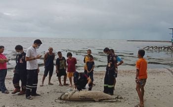 พบโลมาอิรวดีเกยตื้นที่หาดบ้านเจ๊กลัก คาดติดอวนเสียชีวิต
