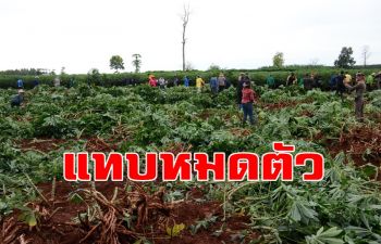 โรคใบด่างมันสำปะหลังระบาด เกษตรโคราชจำใจถอนต้นมันทิ้งทั้งน้ำตา