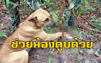 ทุกชีวิตมีค่า! จนท.เขตฯป่าห้วยทับทัน-ห้วยสำราญเข้าช่วยสุนัขติดบ่วงดักสัตว์ (ชมคลิป)