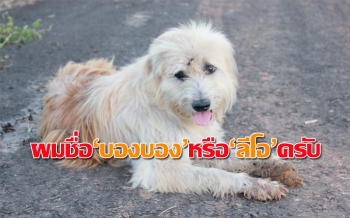 คลิป แกะรอย \'เจ้าบองบอง\' น้องหมาแสนซื่อสัตย์รอเจ้าของนาน 4 ปี เจอพี่สาวใจดีขอไปเลี้ยงที่บ้าน