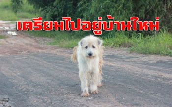เจ้าของใหม่สาวใจดี! เตรียมพา \'เจ้าบองบอง\' ไปอยู่บ้านใหม่เสาร์นี้