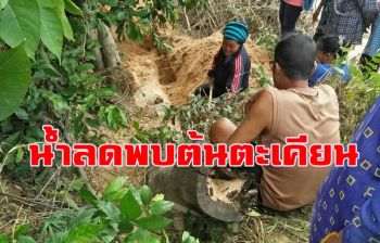 \'น้ำลดพบต้นตะเคียนทอง\' ชาวอำเภอโพธิ์ชัย ขุดขึ้นมาเซ่นไหว้เจอ \'เลขเด็ด\'