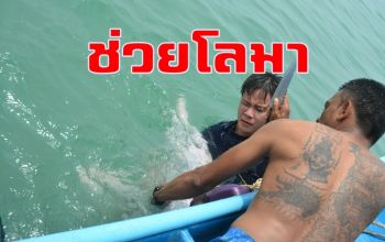 เผยภาพเหตุการณ์นาทีชีวิต! จนท.ช่วยโลมาหลังโหนกถูกเชือกลอบปูม้าพันตัว