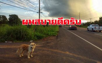 ‘เจ้าบองบอง’ สบายดี! ทุกคนไม่ต้องเป็นห่วง รอสาวใจดีมารับไปอยู่บ้าน